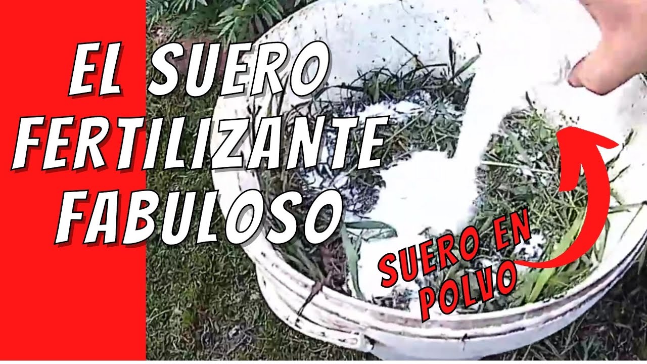El Suero Es Un Fertilizante Fabuloso #fertilizante #fertilizantenatural