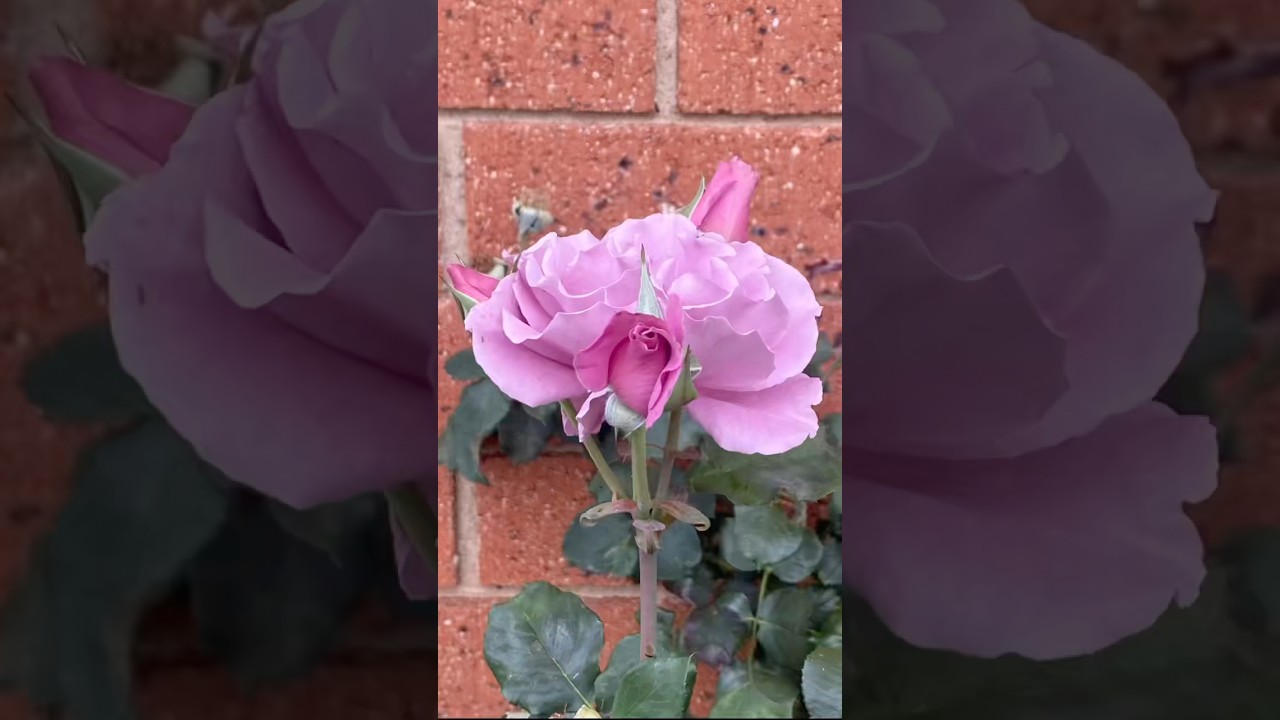 Checking on rose cutting propagation callus #garden  #pottedgarden