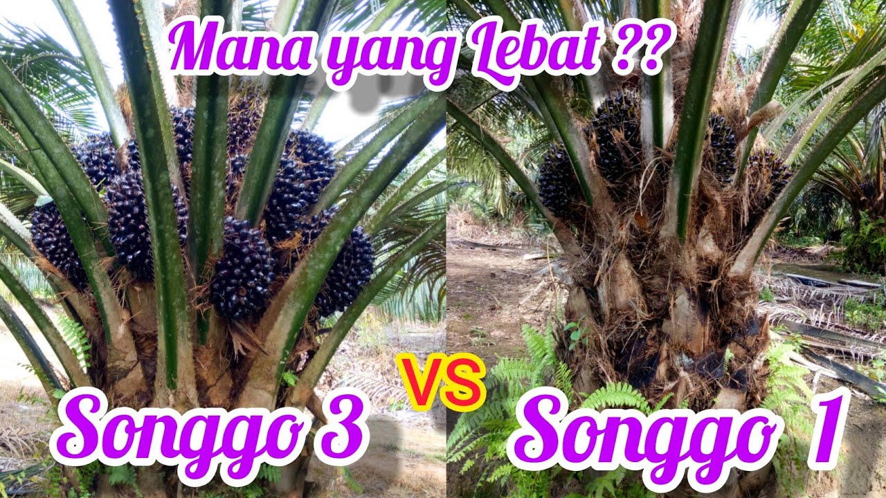 Сравнение пальмовых масел Songgo 3 и Songgo 1: в каком из них больше фруктов?