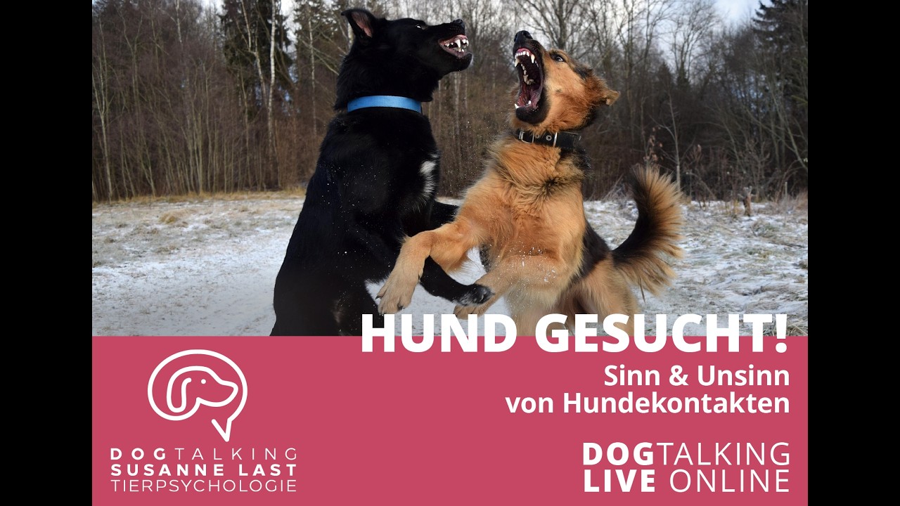 Hund gesucht! Sinn & Unsinn von Hundekontakten