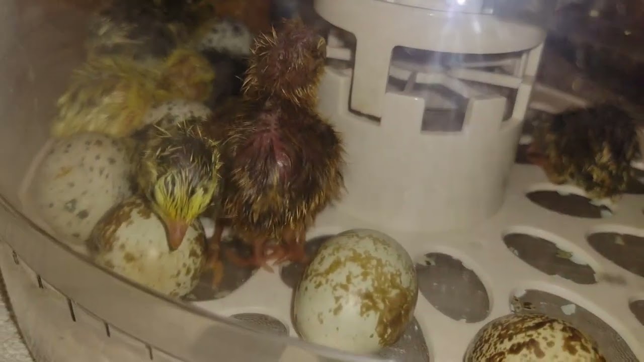 THEY'RE HERE!-First Corturnix Quail Hatch-