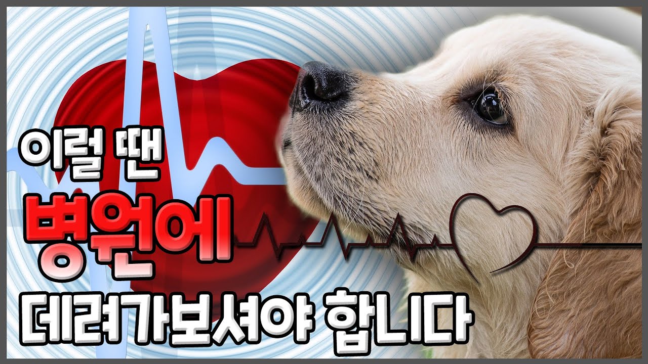 이러면 병원에 가보셔야 합니다. 강아지가 물을 많이 먹는다면?, 구토를 한다면? 숨어있다면?