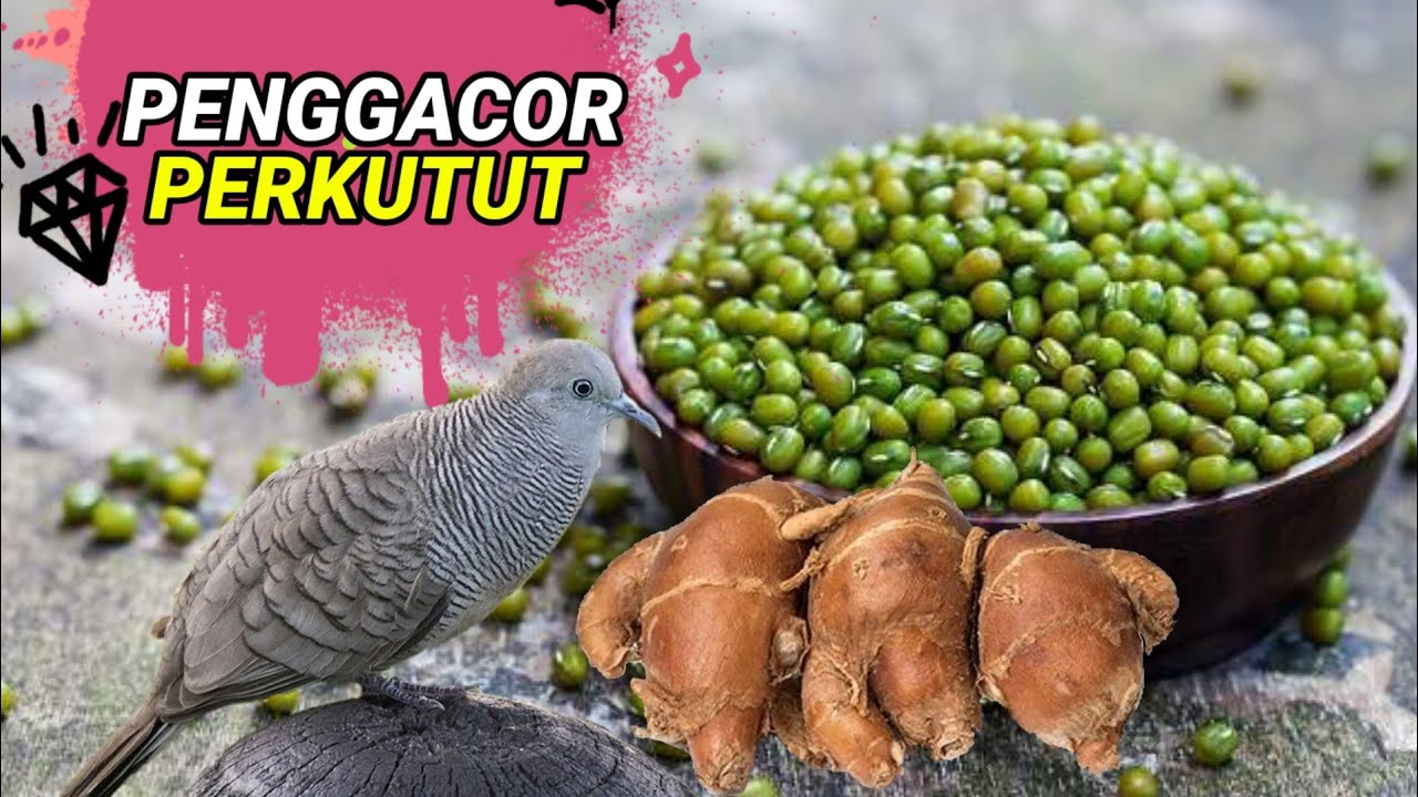 Jamu alami penggacor burung perkutut || kacang ijo dan kencur