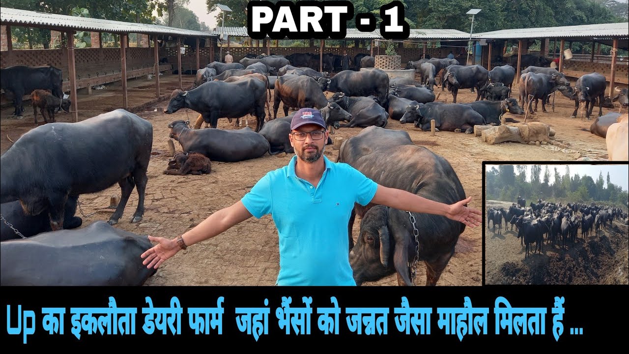 200 Buffalo Modern Dairy Farm Tour Part - 1 || Buffalo Business के साथ 300 बीघे की खेती करते हैं ...