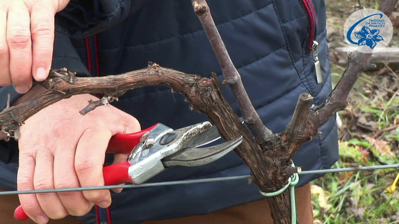 Vitis - cięcie formujące winorośli owocowej - system prowadzenia 