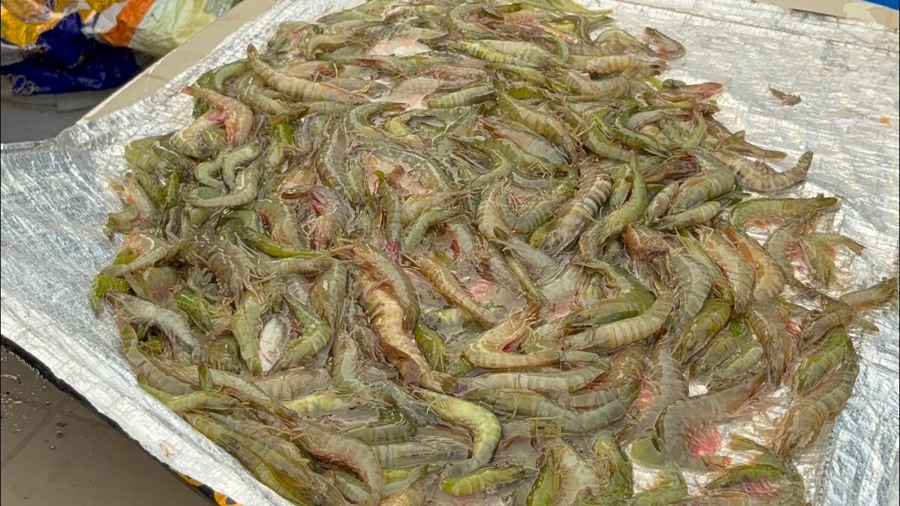Today fresh fish price|| muthukkuda fish market Feb 25:2026 || fish auction