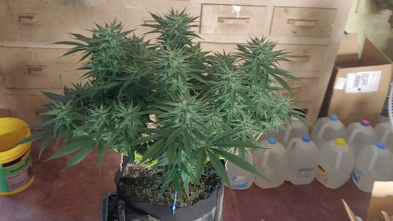 Mango Kush day 38