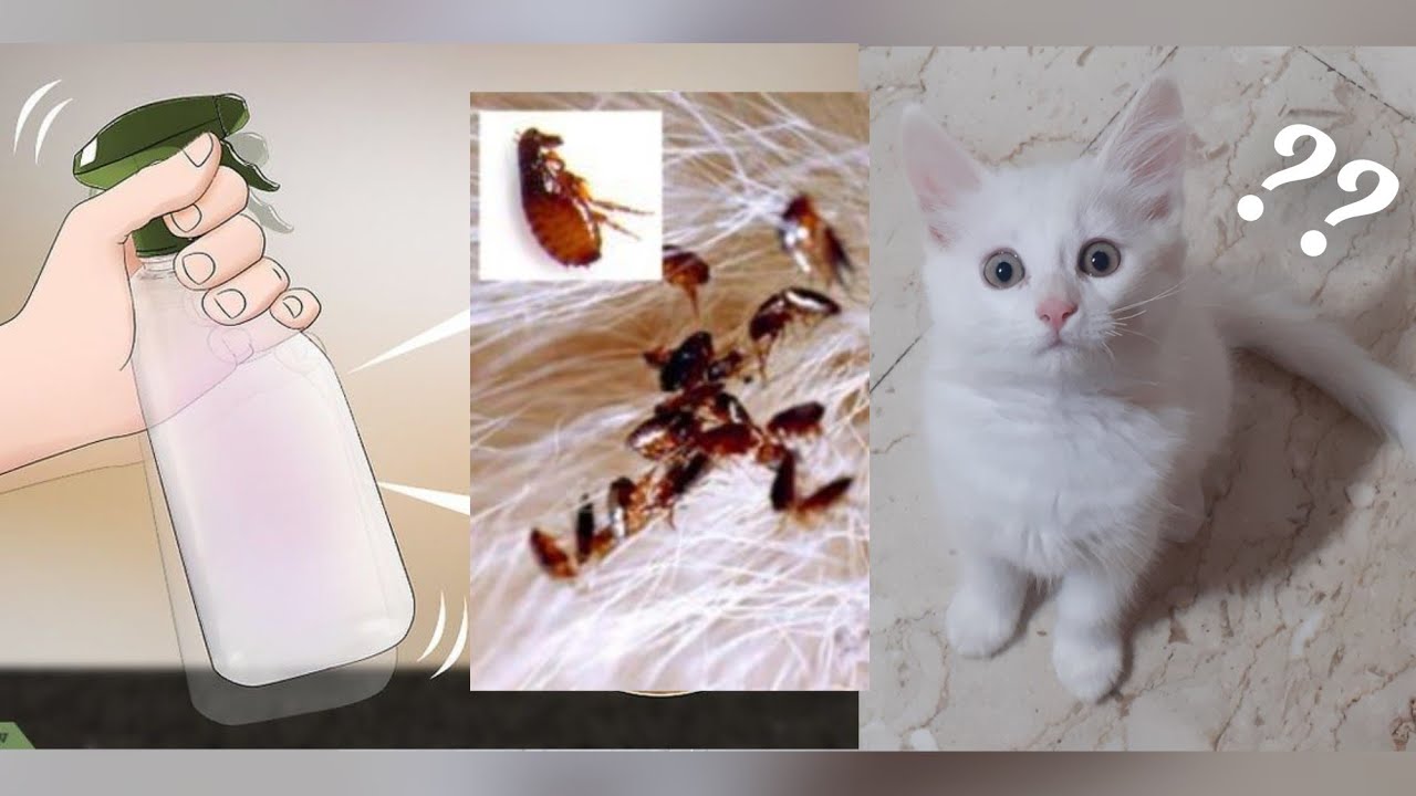 3 علاجات طبيعية سهلة للقضاء على براغيث القطط 👍👍 3 easy remedies to eliminate cat fleas