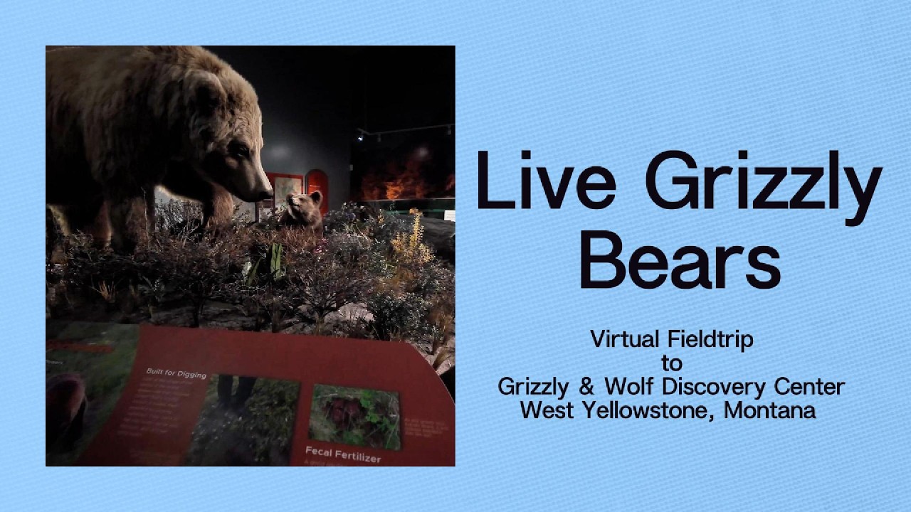 Virtual Field Trip: Grizzly & Wolf Discovery Center in West Yellowstone 🐻🐺