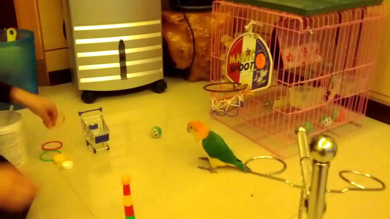 Smart Caique 金頭凱克-多多103年新把戲