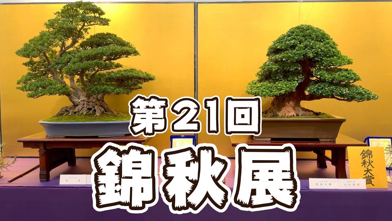 【盆栽】第21回 錦秋展 さつき盆栽