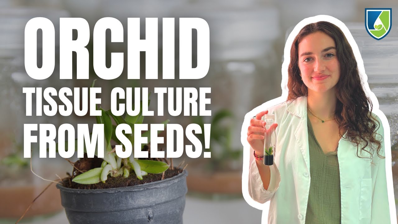 How To Successfully Grow Orchids From Seed Using Tissue Culture Techniques!