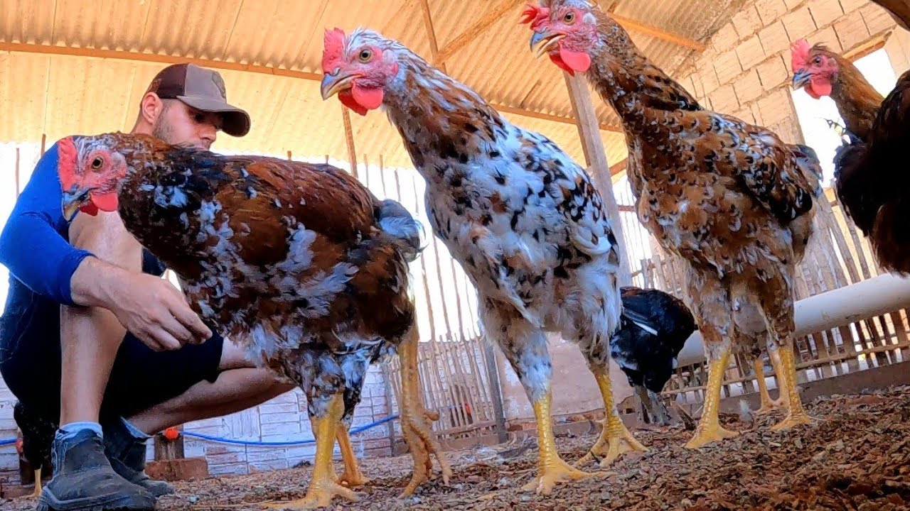 No vídeo de hoje: Alimentação,  poleiro e seleção de frangos
