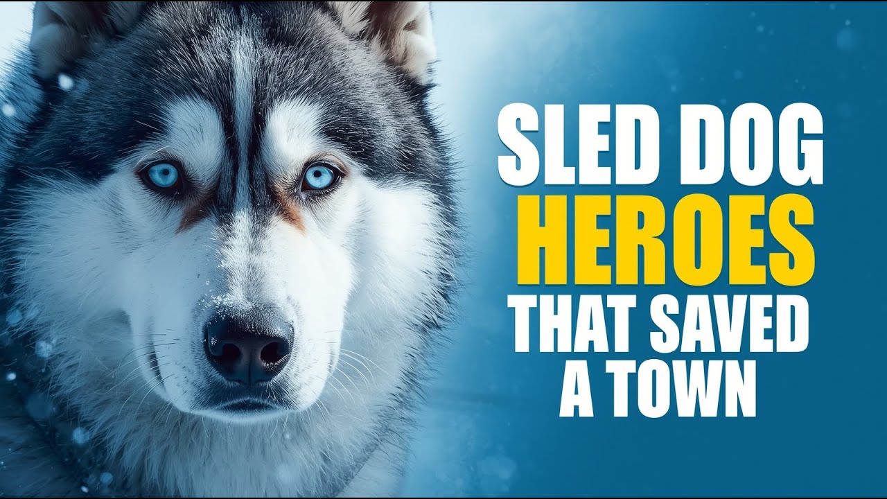Siberian Husky – The Sled Dogs That Carried Lifesaving Medicine | True 1925 Serum Run Story