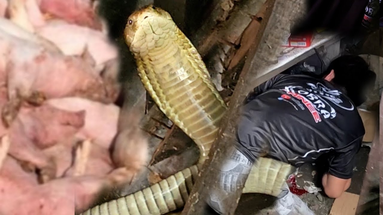 P4T@Y LAHAT  SA MGA TUKL4W NG MABANGIS NA KING COBRA