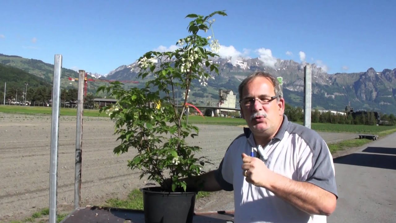 Die Pimpernuss - Staphylea pinnata und colchica (Nachtrag zu #657)