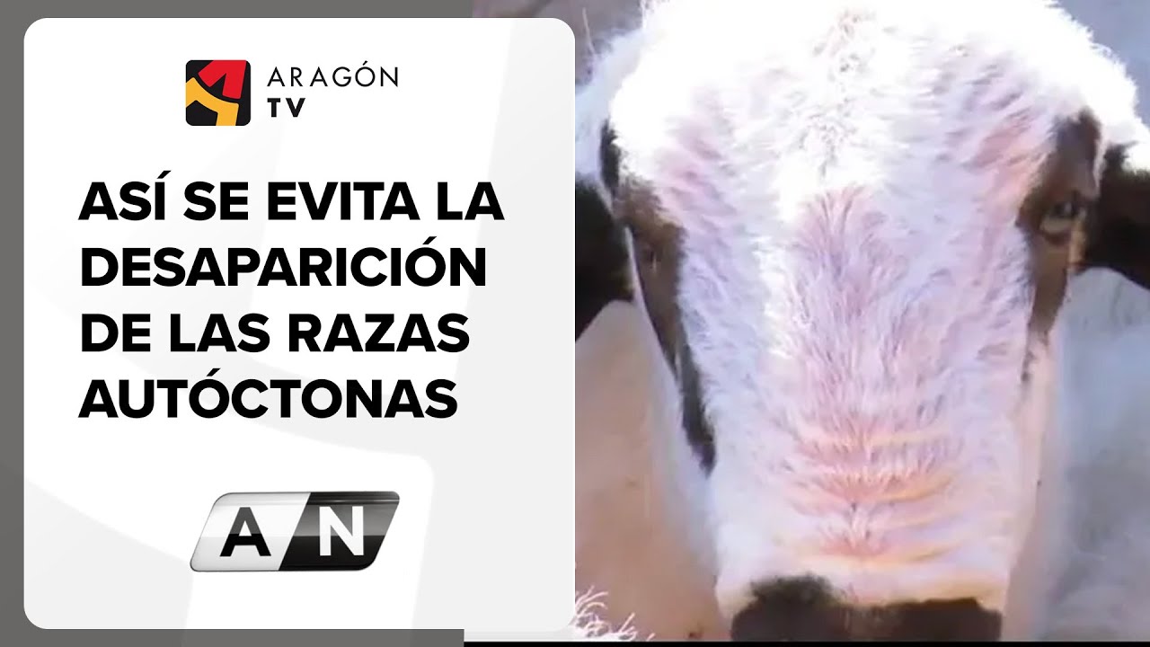 As&iacute; se evita la desaparici&oacute;n de las razas aut&oacute;ctonas