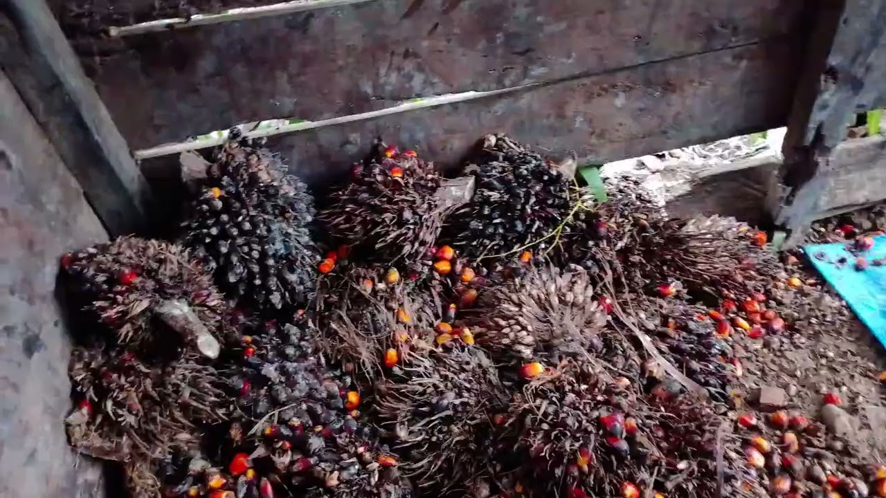 HARI INI SABTU KAWAN KERJA SAWIT LAGI 😊 