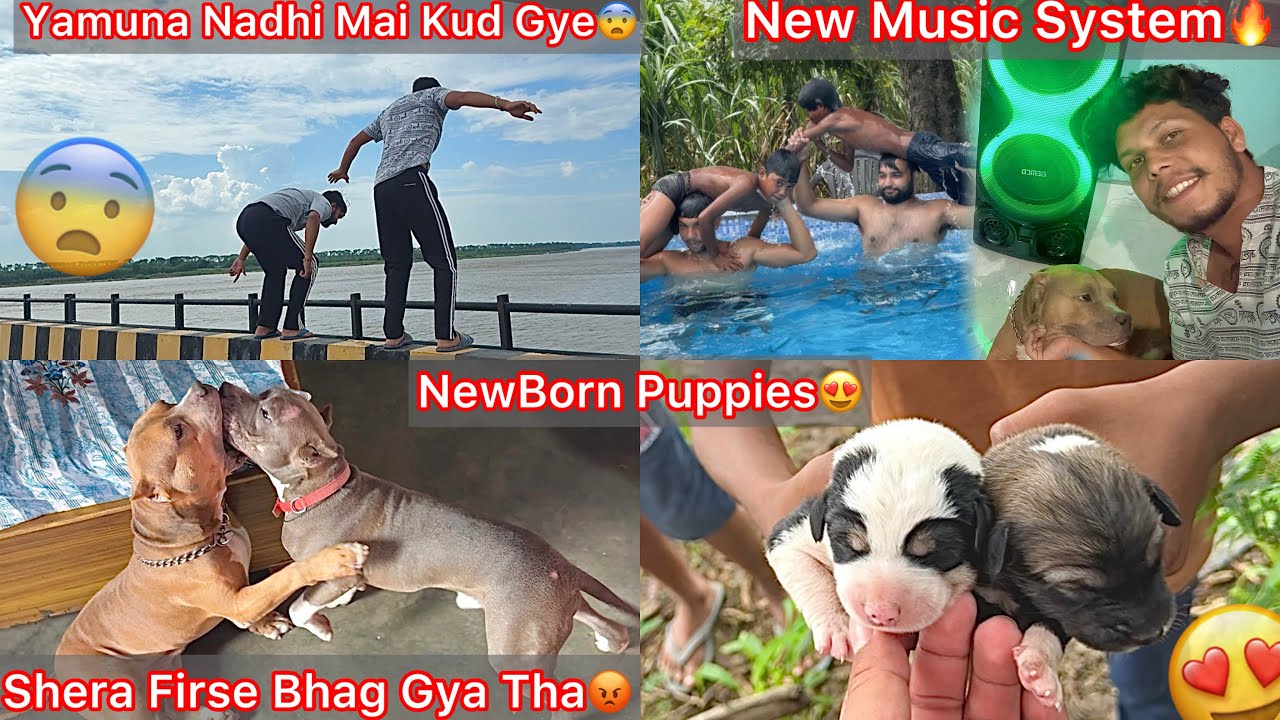 Bhagat Yamuna Nadhi K Pul Se Kud Gya😨High Alert Water🚨Newborn Puppies🐶New Music System Liya🔥