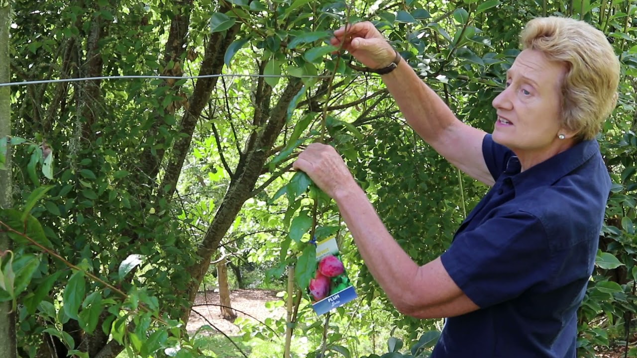 How to: Espaliering Fruit Trees