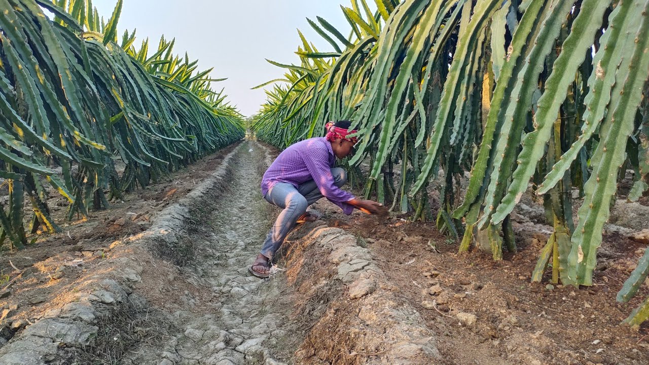 ড্রাগন বাগানে জৈবসার প্রয়োগ ও রাসায়নিক সারের আলোচনা।