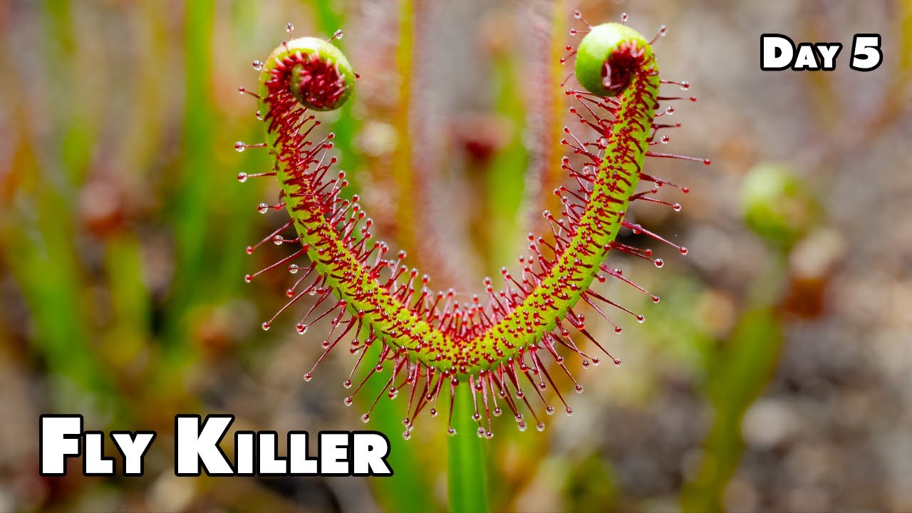 Waking up to feed - Sundew Timelapse
