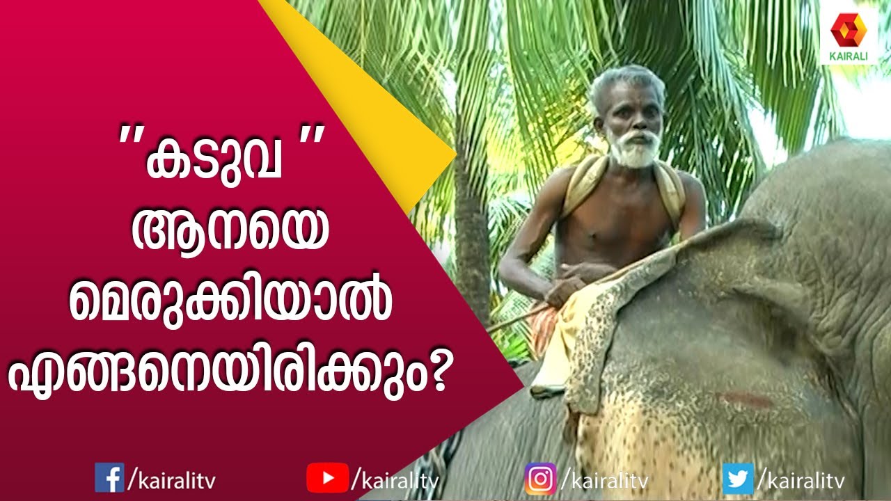 കടുവ എന്ന പാപ്പാനെ കുറിച്ചു കേട്ടിട്ടുണ്ടോ ? ആനകളെ മെരുക്കുന്ന കേമൻ | Kaduva Velayudhan | Kairali TV