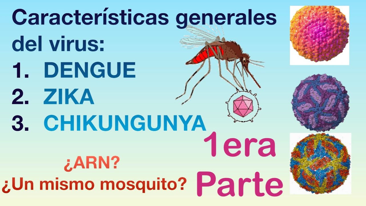 Características generales del virus del dengue, zika y chikungunya🦟 🦠  microbiología‼️(estructura)