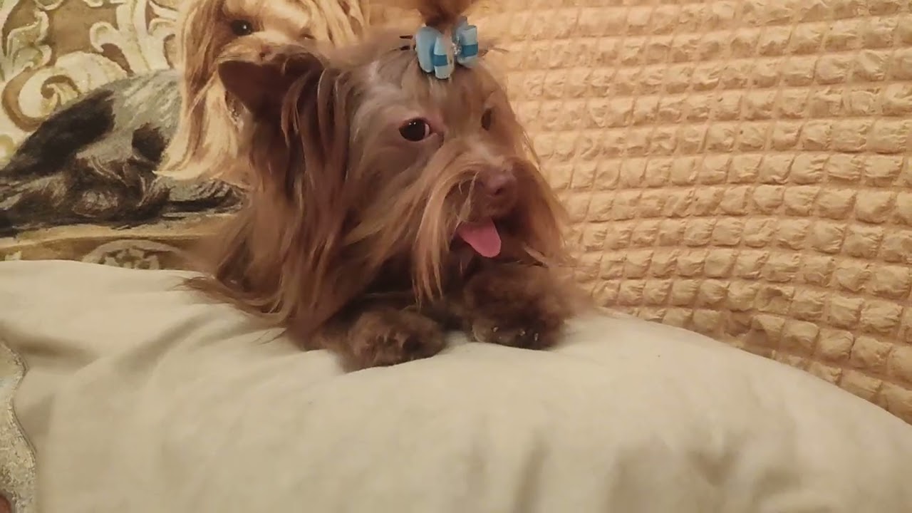 Мальчишечка,сыночек🥰 ждём семью 🐾 Продажа, доставка по миру+79788972514