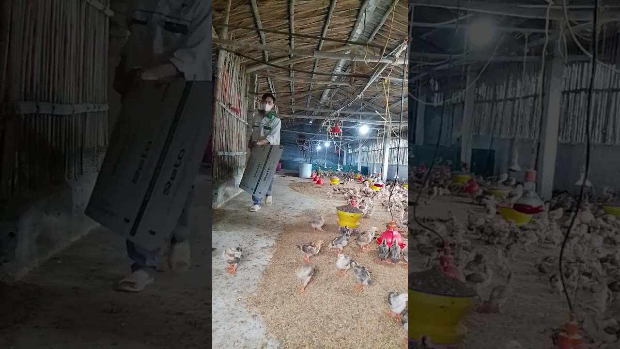 Buổi sáng tháo quây úm gà  đã được 15 ngày