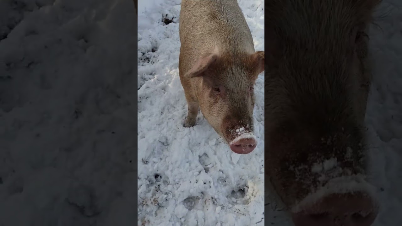 Счастливые и довольные малыши