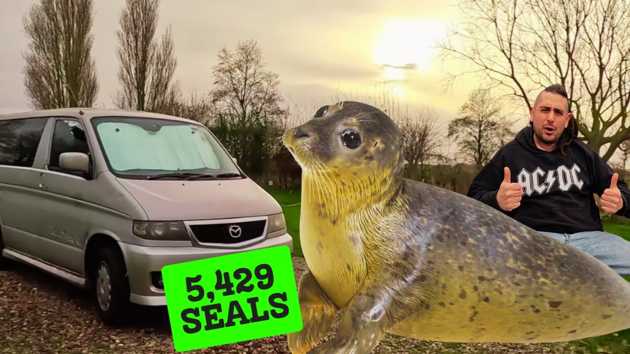 WALNUT FARM TOURING PARK AND BABBY SEALS AT HORSEY GAP,NORFOLK🚐🦭👍