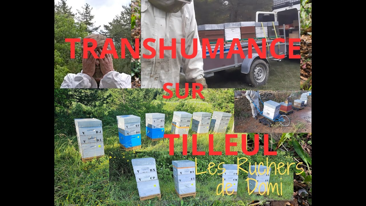 Saison 2 Épisode 15. Transhumance sur le tilleul.