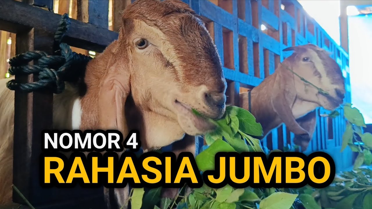 6 Pakan Kambing yang Efektif, Nomor 4 Jarang Dipakai!