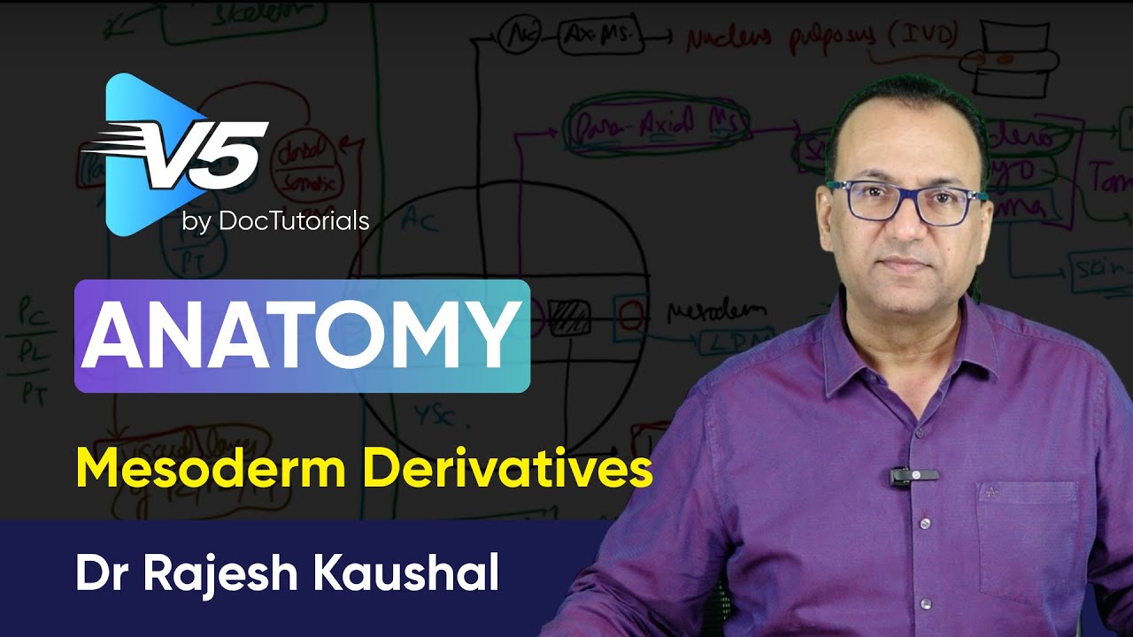 Anatomy – Mesoderm Derivatives | Sample Video by DocTutorials V5 | Dr Rajesh Kaushal