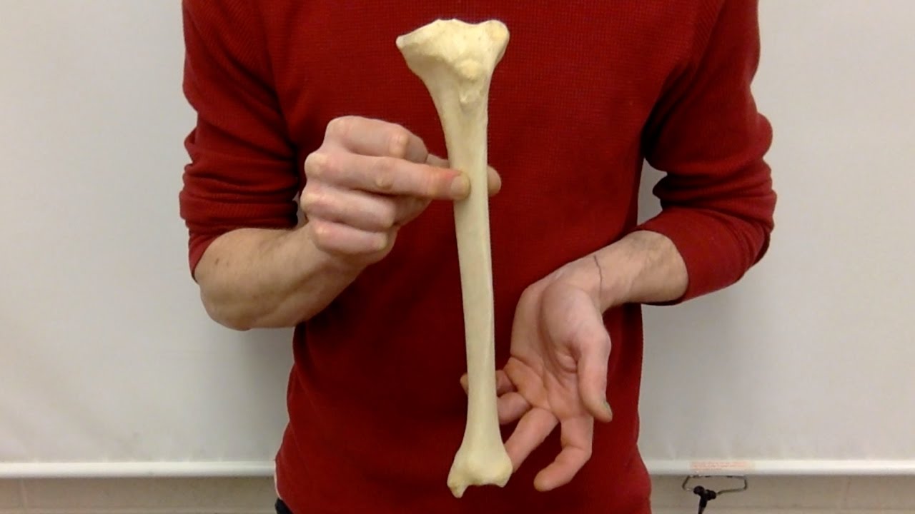 Left or Right? siding a TIBIA