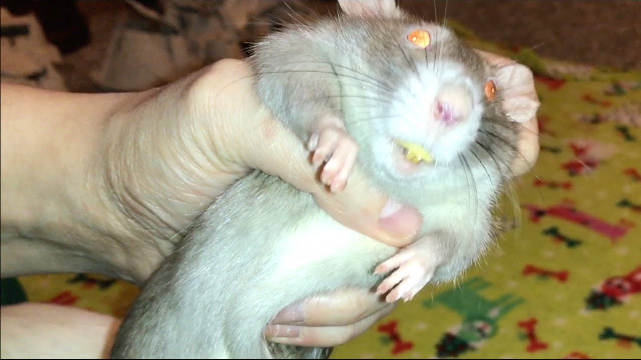 Rats Try Their 1st Yogies!