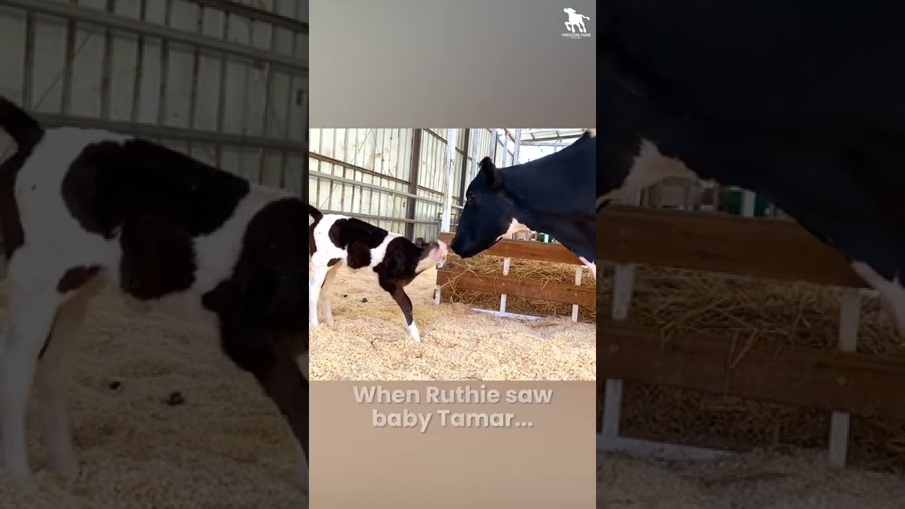 the amazing story of Ruthie and Tamar- Freedom Farm Sanctuary