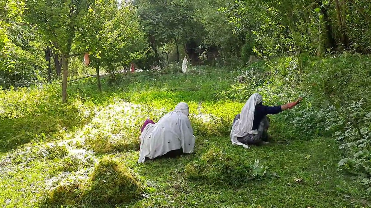 تسیاور درجاغوری🧡👍❤🤳