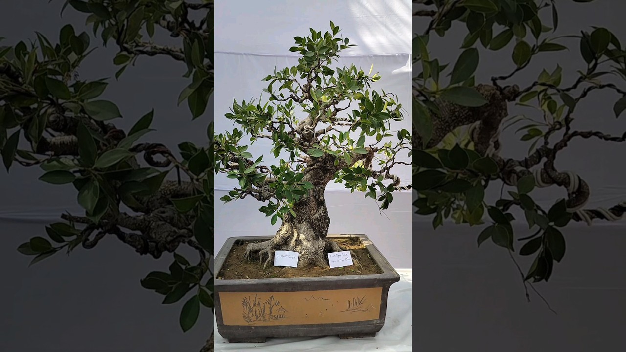 Incredible Ficus Bonsai Growth Over 35 Years | #shorts #bonsai #ficusbonsai