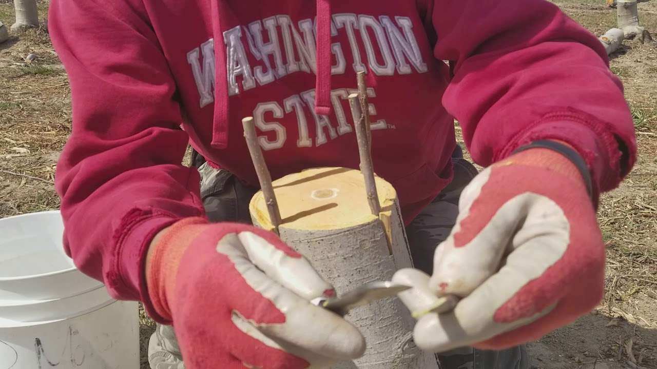 Ingertando árboles de manzana en Washington state 4k