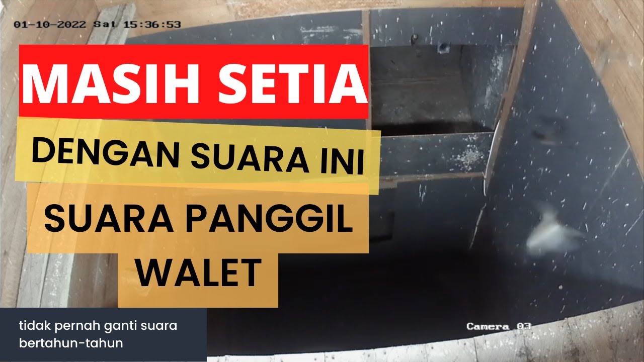 Suara panggil walet ampuh di setiap lokasi