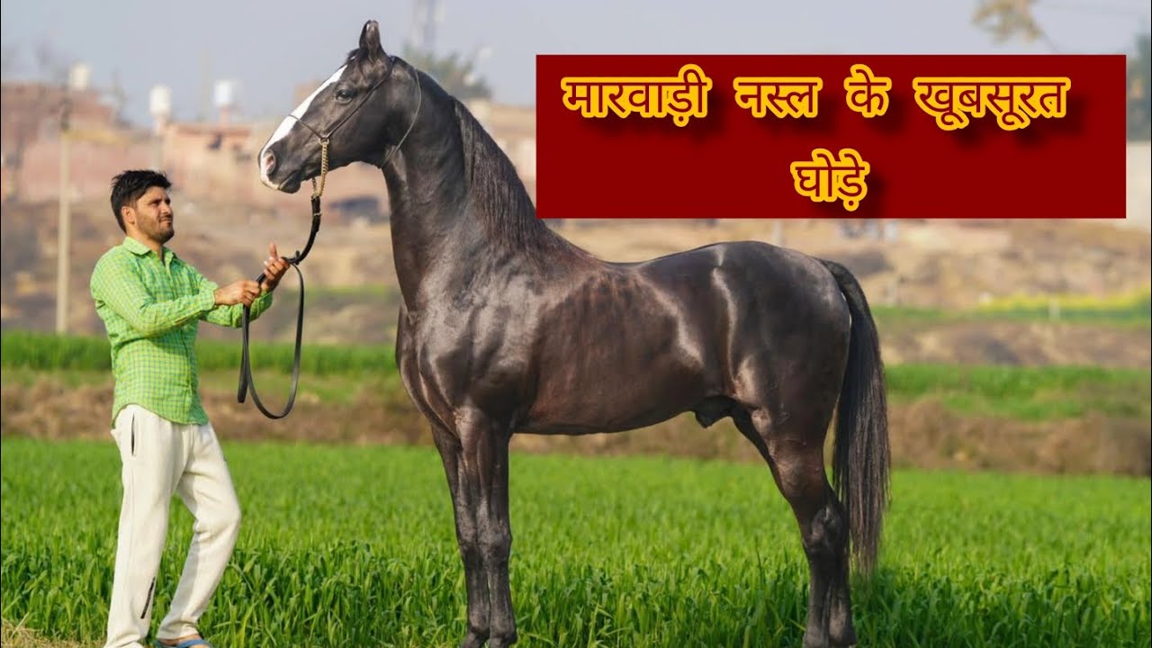 मारवाड़ी नस्ल के खूबसूरत घोड़े Beautiful horses of marwari horse breed