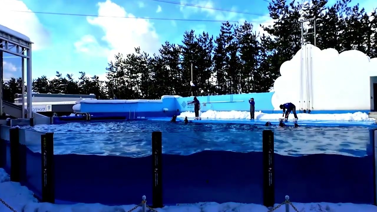 カマバッカではないイルカショー