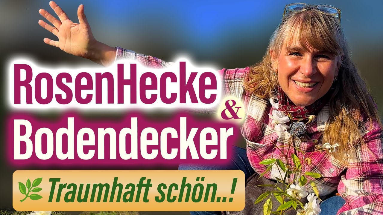 RosenHECKEN & BODENdecker – die schönsten Sorten für deinen pflegeleichten Traumgarten 💚🌹