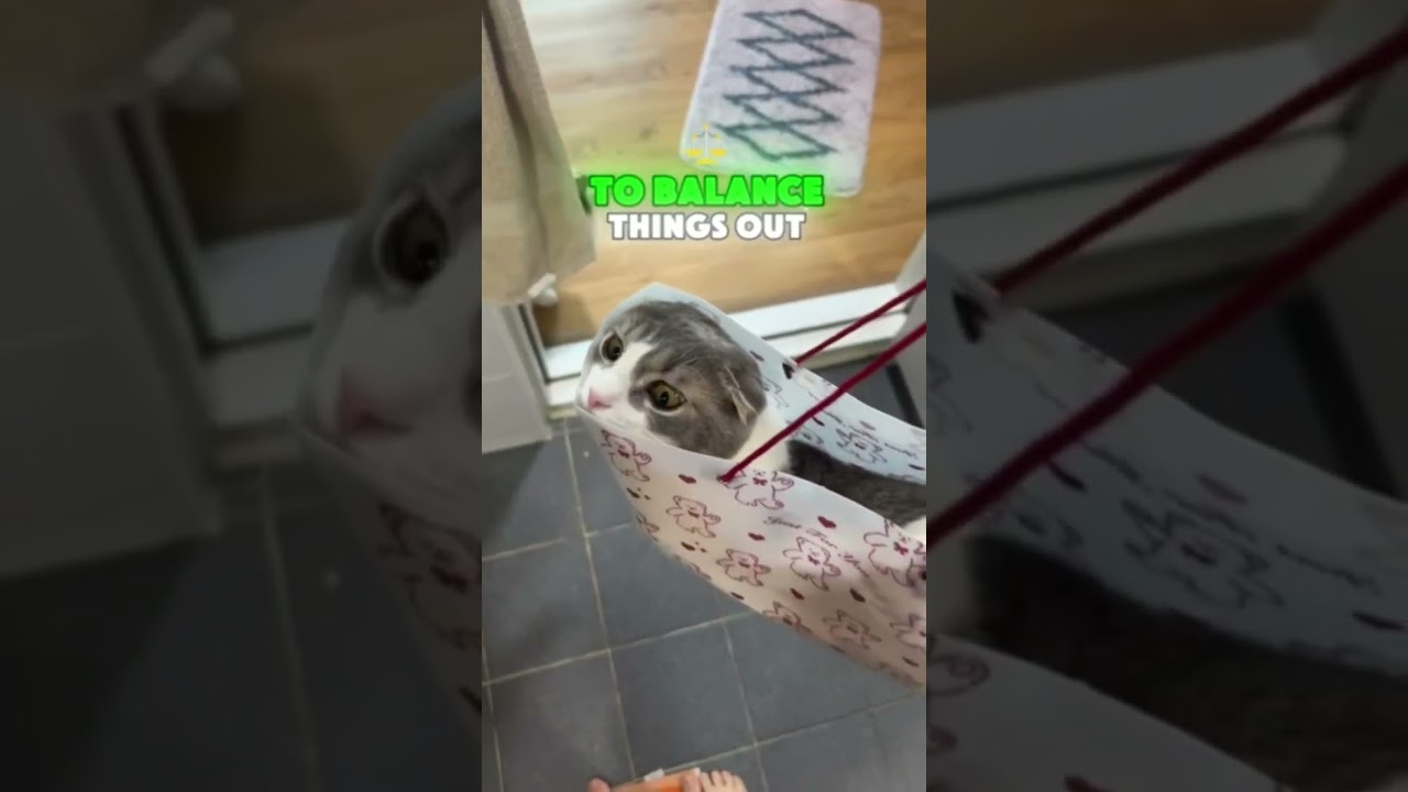 Why Does Cuteness Make Us Aggressive? #cat #catbehavior #catcuriosity