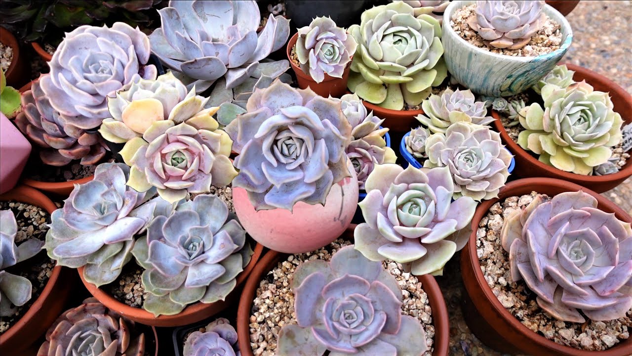 How To Tell Echeveria Lola VS Echeveria Lilacina
