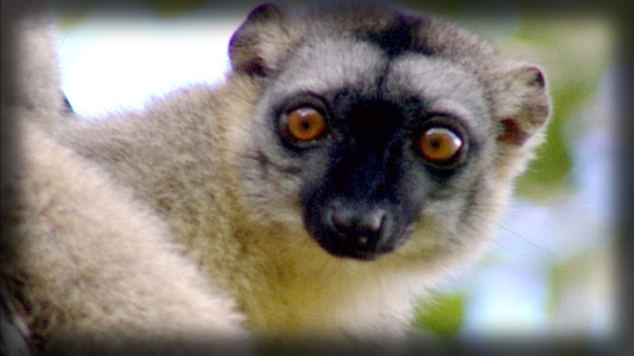 The energetic lemurs | Los energ&eacute;ticos lemures