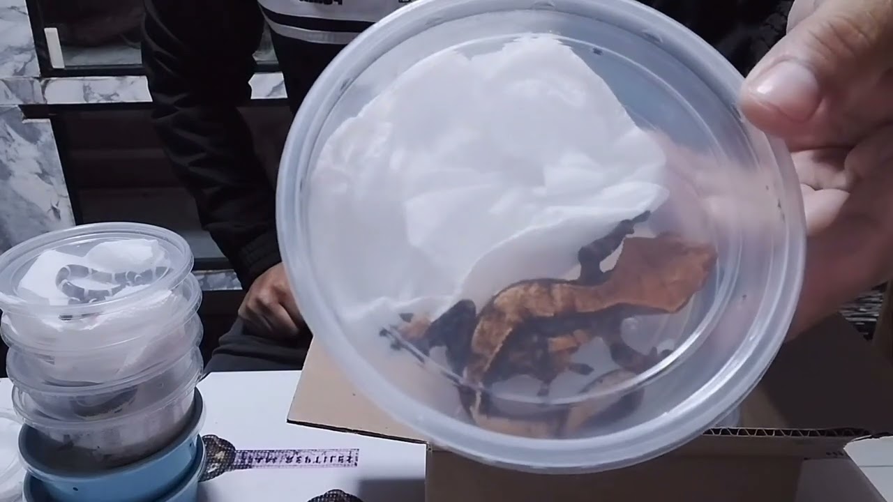 UNBOXING DE REPTILES