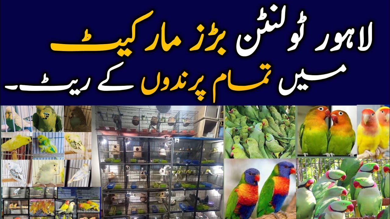 Famous Tollinton Market Lahore -  Birds Market | latest price update! @PICAVIARY